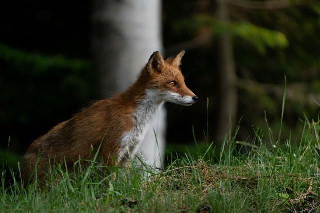 Zorro en el Parque Nacional de Shiretoko 