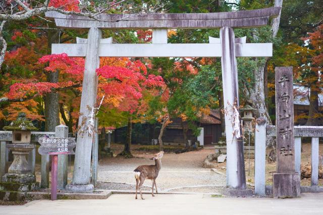 Parque de los ciervos, Nara 