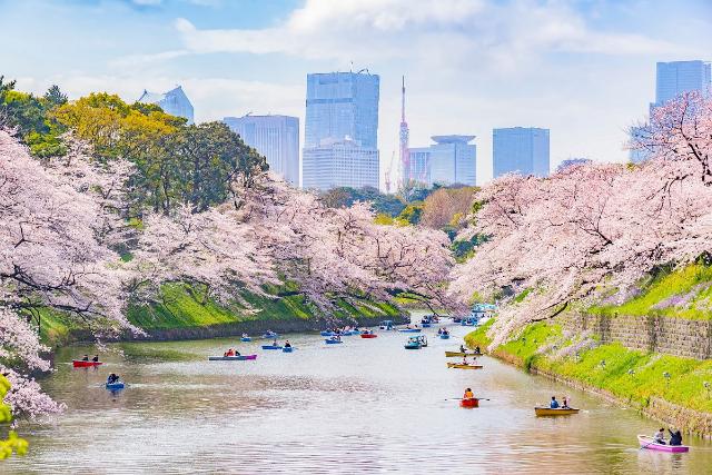 Tokyo durante la temporada de los cerezos en flor, Japón