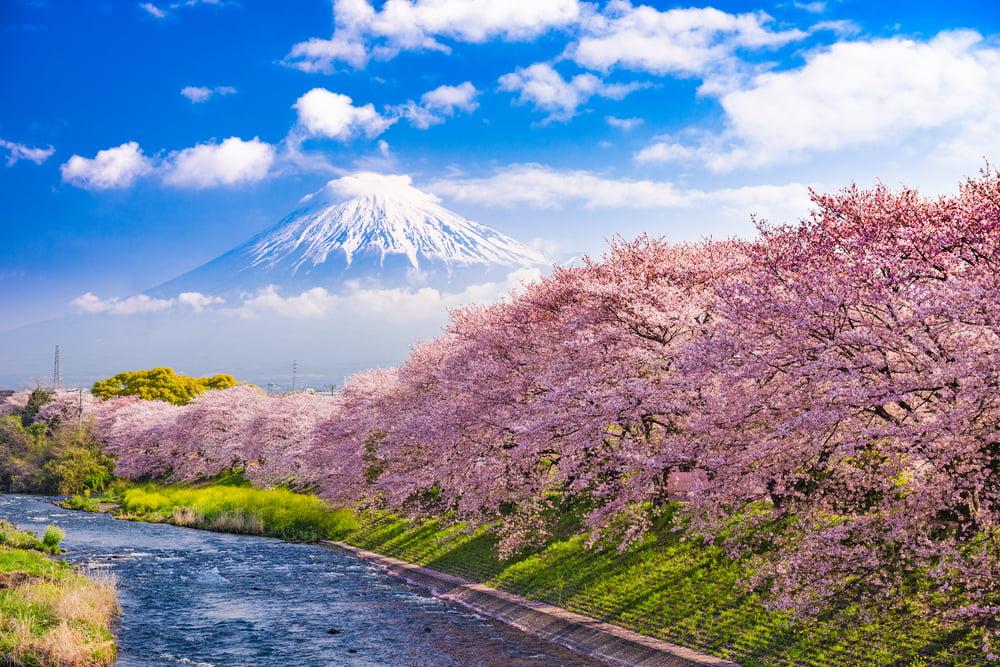 Río japonés durante la temporada de floración de los cerezos con el monte Fuji al fondo.