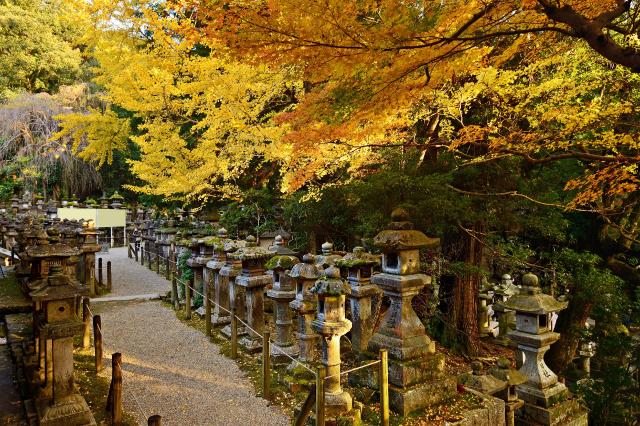 Farolillos de piedra en Kasuga Taisha 