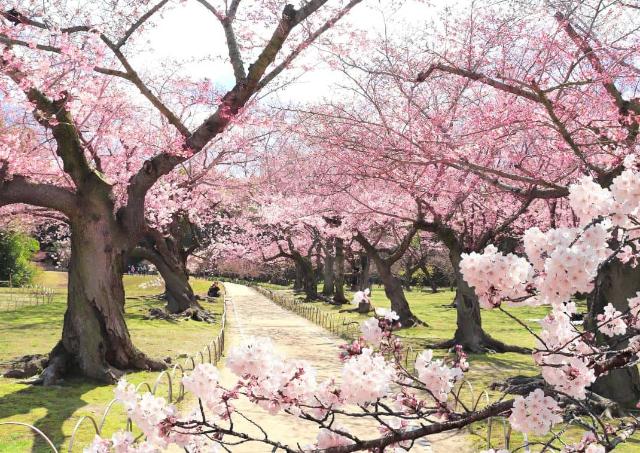 Árboles de sakura en flor en el jardín koishikawa korakuen, Tokio, Japón