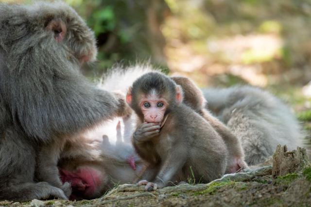 Familia de monos en el Parque de los Monos de Iwatayama, Kioto