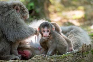 Familia de monos en el Parque de los Monos de Iwatayama, Kioto