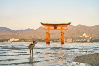 Torii flotante con ciervos, isla de Miyajima