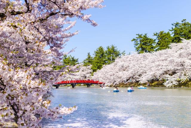 Cerezos en flor en el castillo de Hirosaki, Aomori