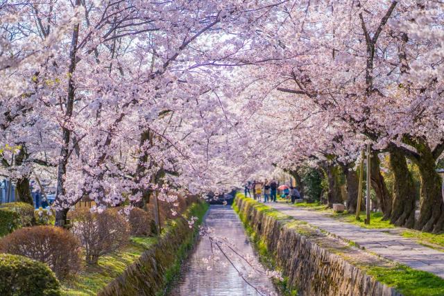 Camino del Filósofo en primavera, Kioto