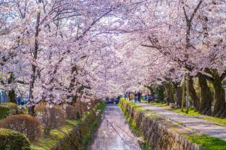 Camino del Filósofo en primavera, Kioto