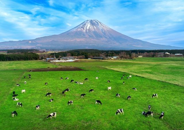Vacas comiendo pasto en Mt Fuji, Japón