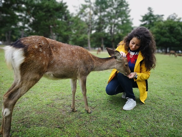 Haciendo amigos en el parque de Nara