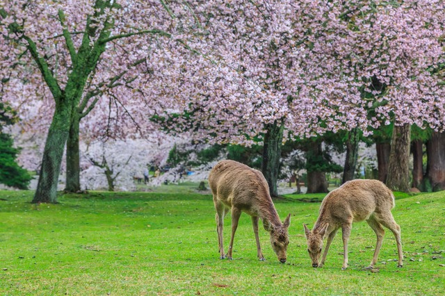 Parque de los Ciervos, Nara