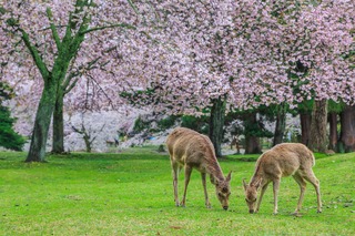 Parque de los Ciervos, Nara