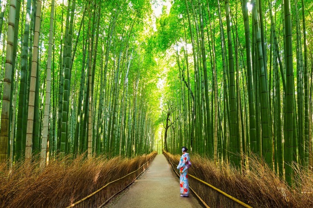 Bosque de bambú en Arashiyama, Kioto