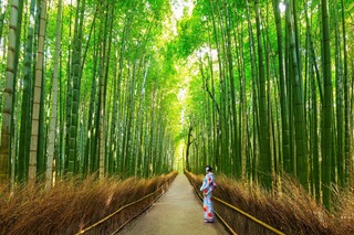 Bosque de bambú en Arashiyama, Kioto