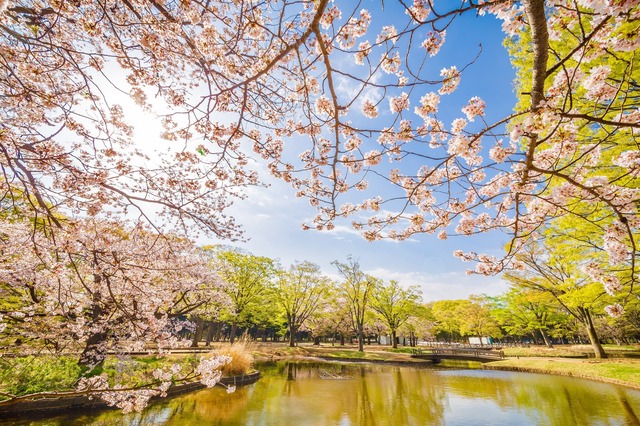 Yoyogi Park