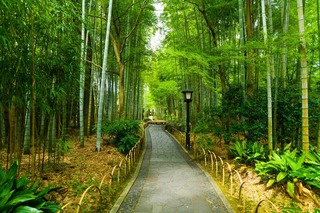 Sendero por el bosque de Bambú en el templo de Shuzenji