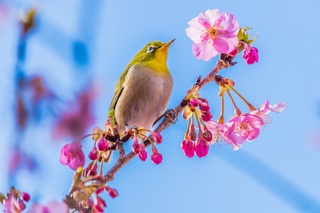 Mejiro posado sobre sakura Kawazu