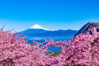 Flores de cerezos Kawazu con el Monte Fuji