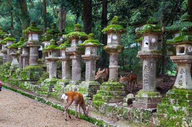 Santuario Kasuga 