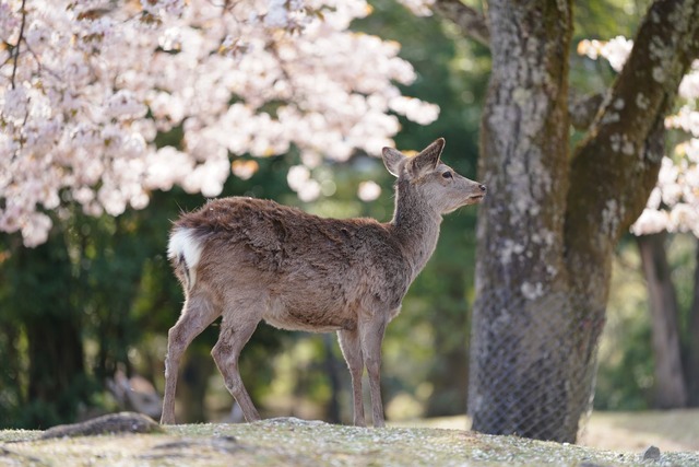 Parque de los Ciervos, Nara