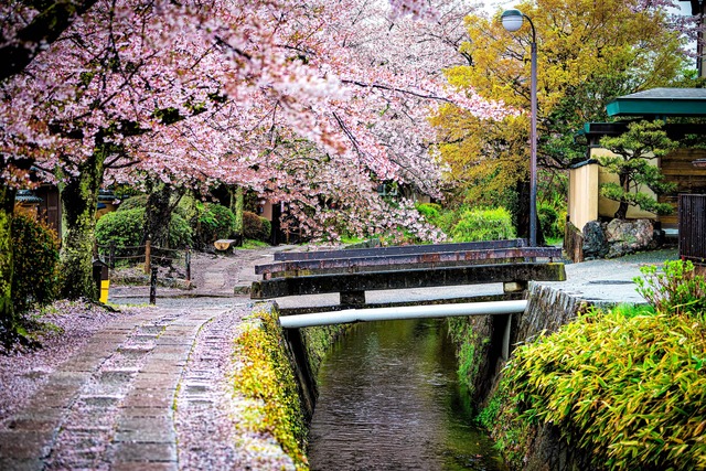 Camino del filósofo, Kioto 