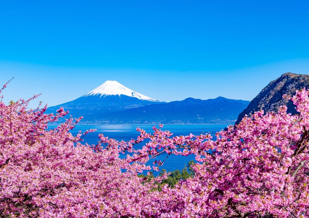 Cerezos kawazu con vistas al Fuji