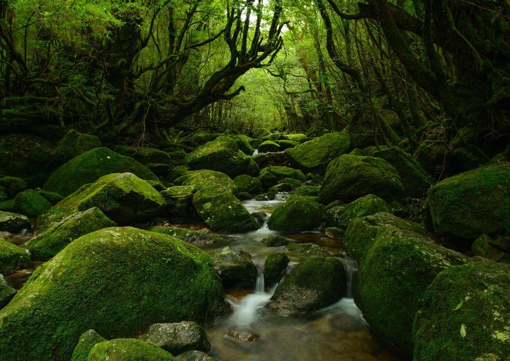 Bosque de Yakushima