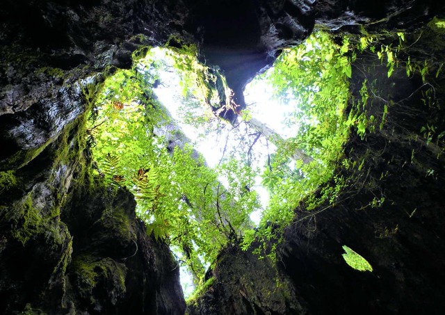 Tocón de Wilson, Yakushima