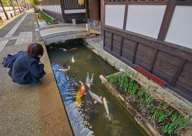 Carpa en la calle Tonomachi, Tsuwano