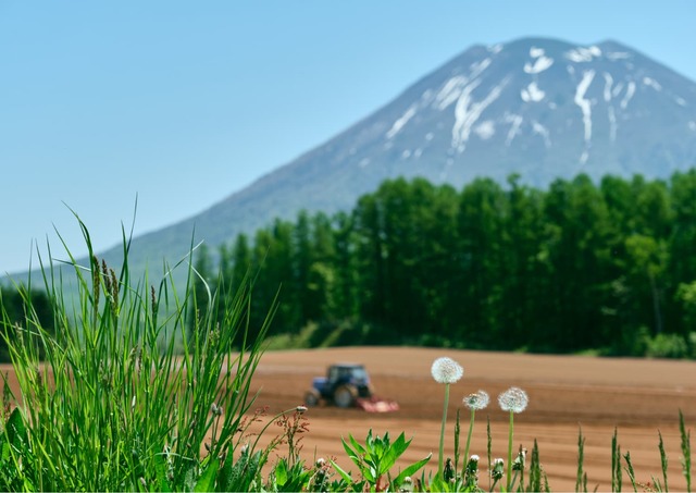 Granja bajo el monte Yotei, Niseko