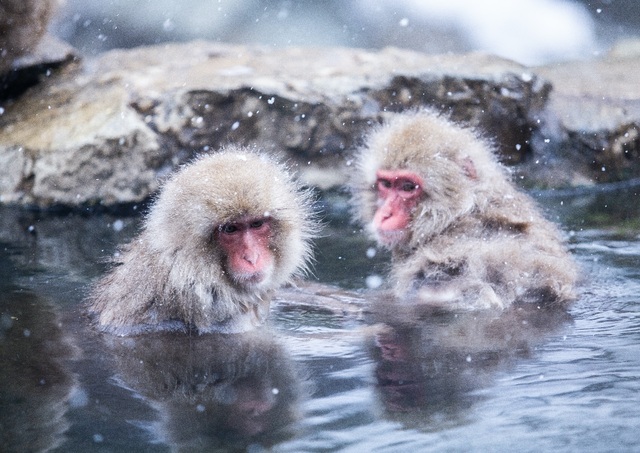 Monos de las nieves bañándose en aguas termales en el Parque Jigokudani, Shibu Onsen