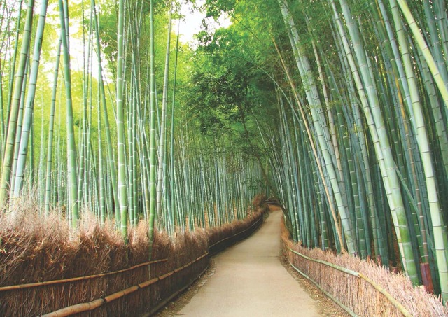 Arashiyama, el bosque de bambú de Kioto
