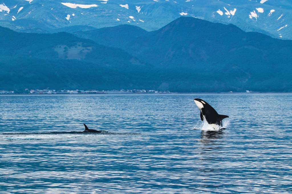 Orca, Shiretoko
