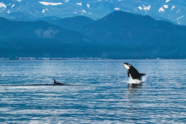 Orca, Shiretoko