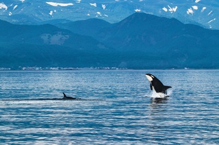 Orca, Shiretoko