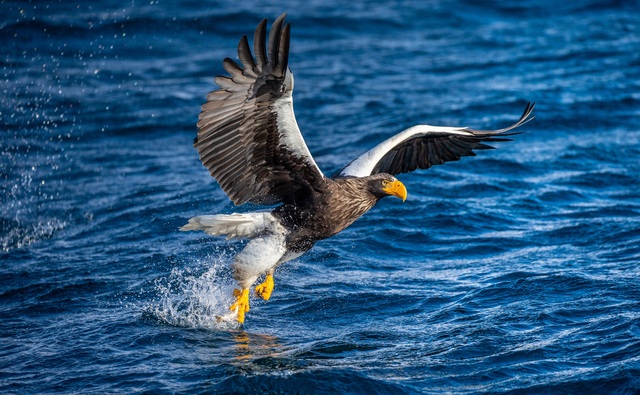 Águila marina de Steller