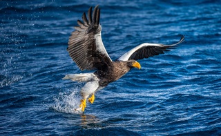 Águila marina de Steller