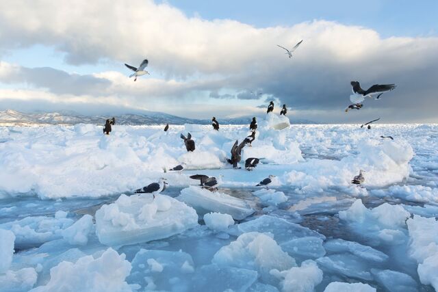 Gaviotas sobre hielo a la deriva