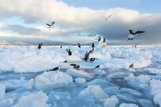 Gaviotas sobre hielo a la deriva