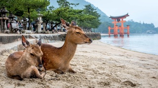 Dos ciervos sentados en una orilla de Miyajima 