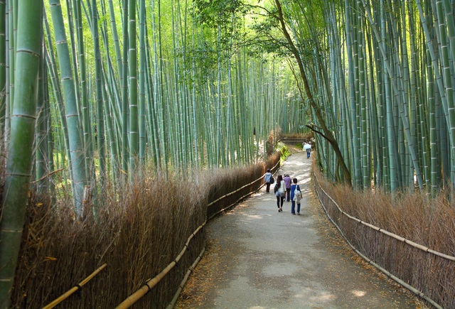 Bosque de bambú de Arashiyama (Kioto)