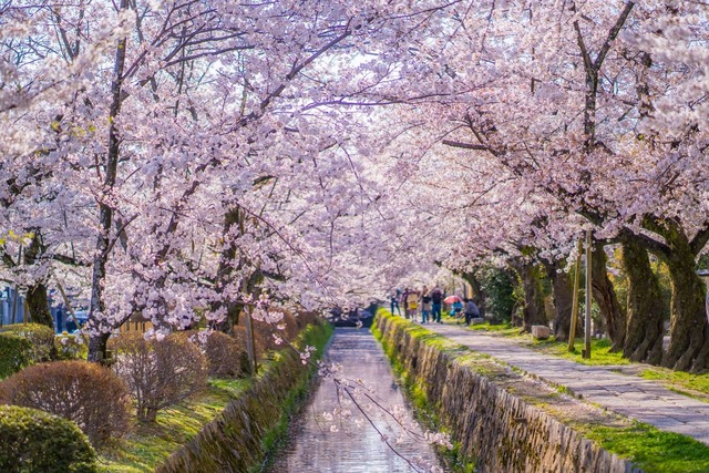 Camino del Filósofo en primavera, Kioto
