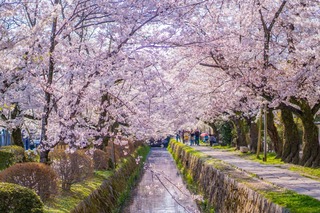 Camino del Filósofo en primavera, Kioto