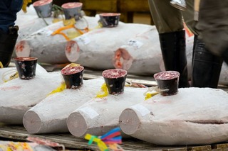 Atunes preparados para una subasta