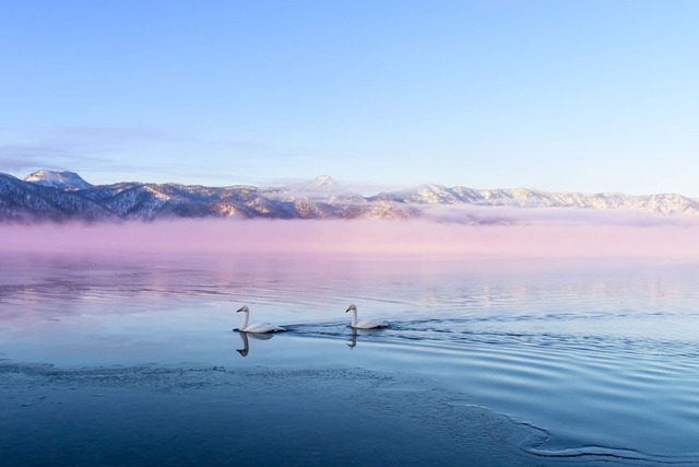 Cisnes en el lago Kussharo