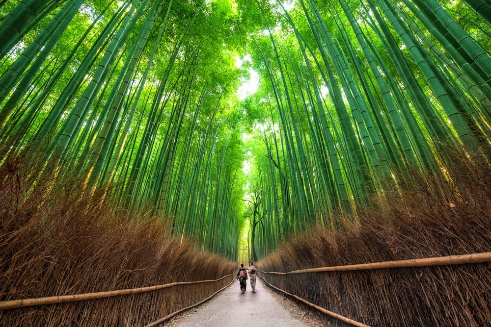 Los bosques de bambú de Arashiyama, Kioto, Japón