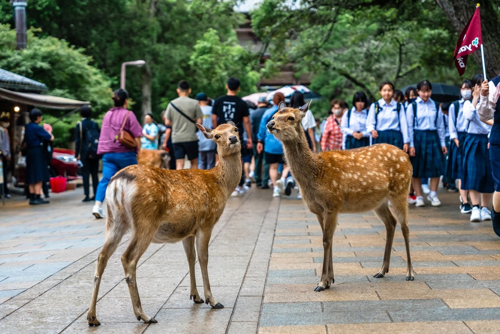Ciervo sika en el Parque de Nara (Japón)