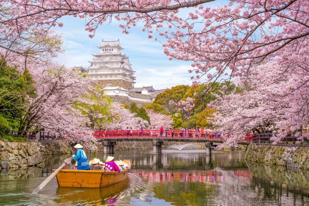 Japón Castillo de Himeji , Castillo de la Garza Blanca en la hermosa temporada de floración de los cerezos sakura