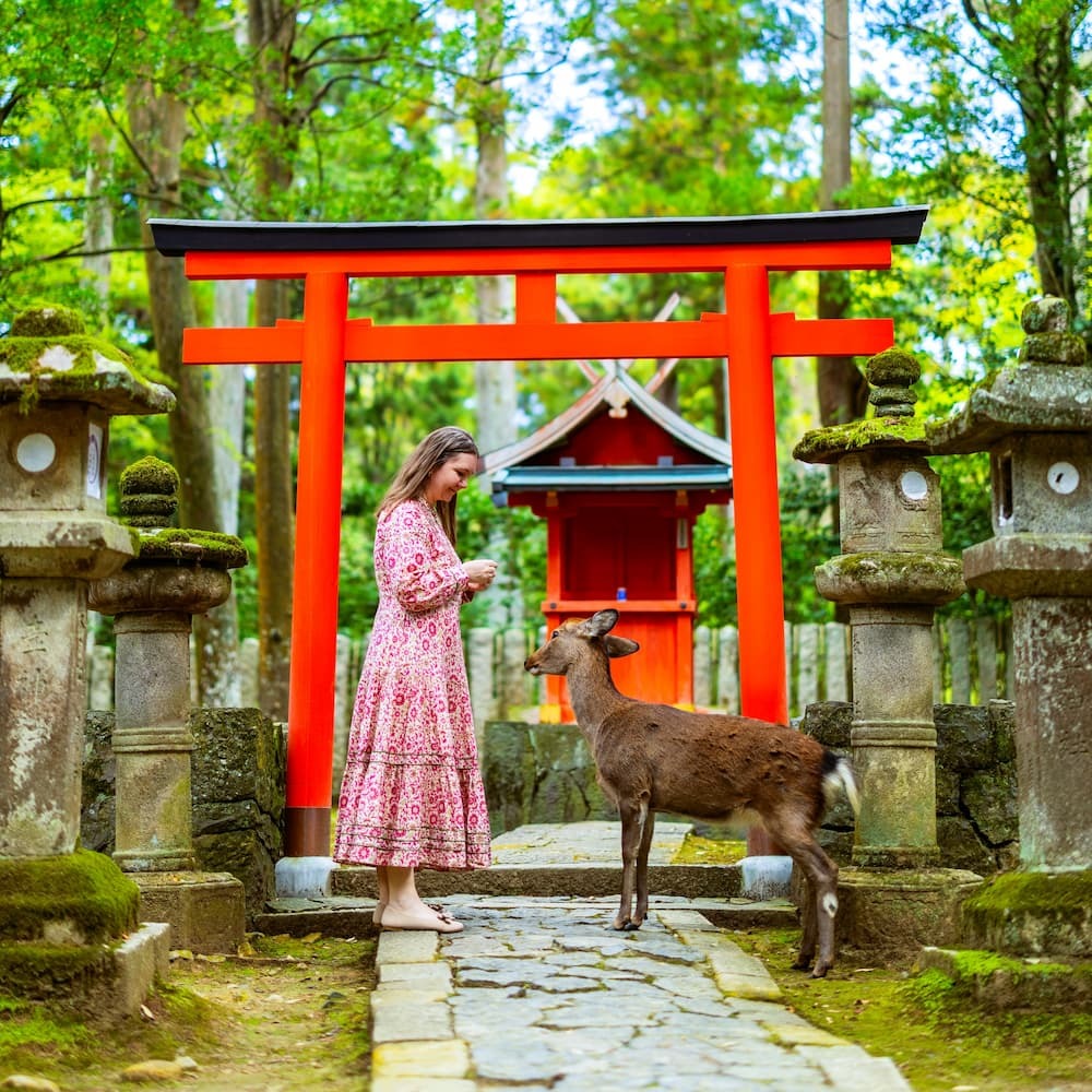 Turista dando de comer a un ciervo sika adulto en el Parque de Nara, Japón, con una puerta torii roja al fondo