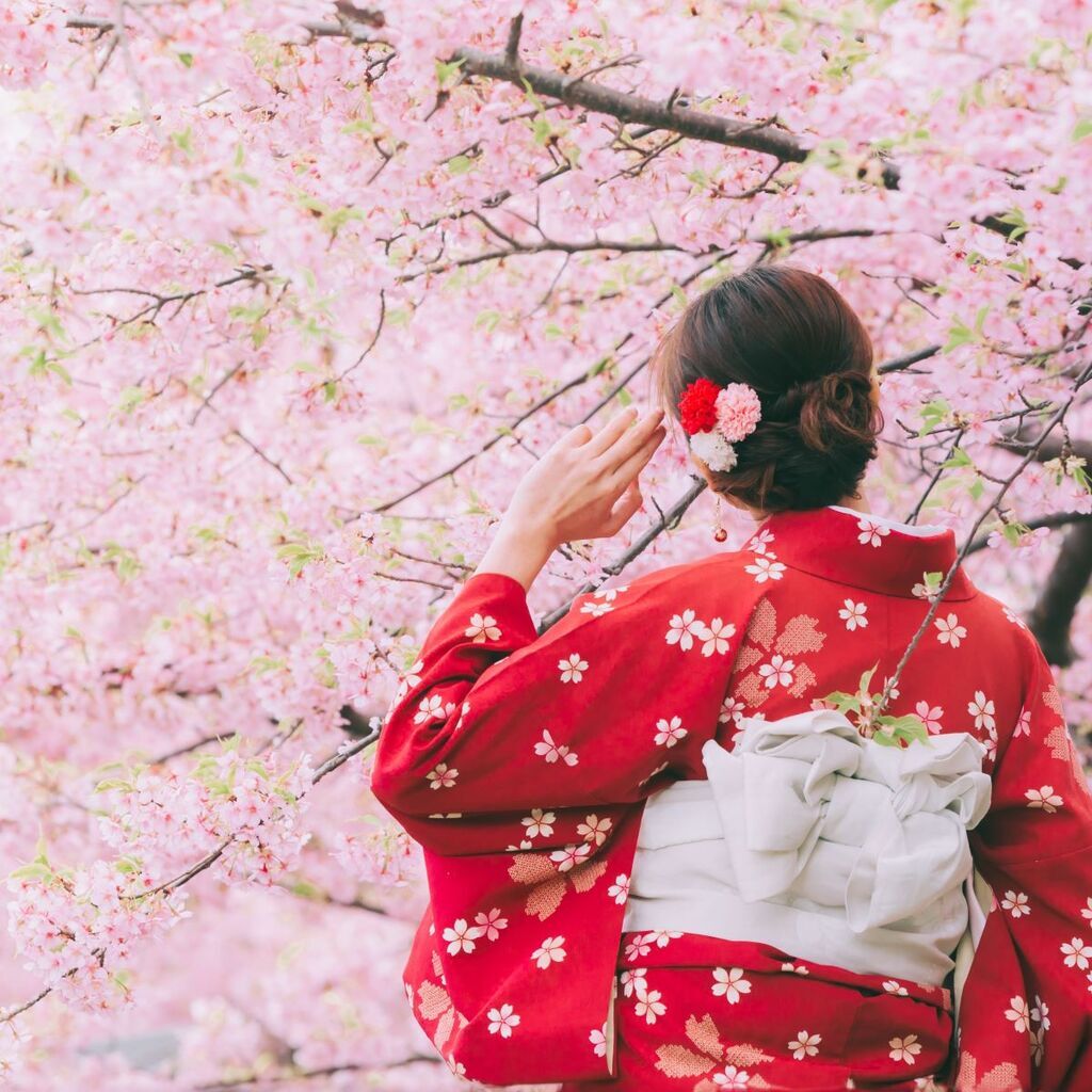 mujer admirando los cerezos en flor